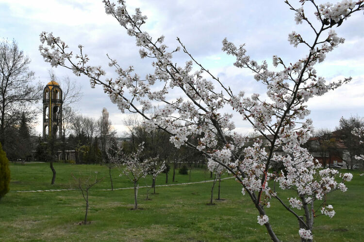 Японските вишни в Хасково цъфнаха 