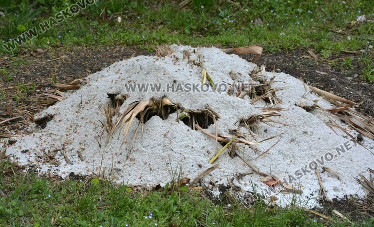 Посипана едра сол в градинка в „Бадема“ смути хасковлии 