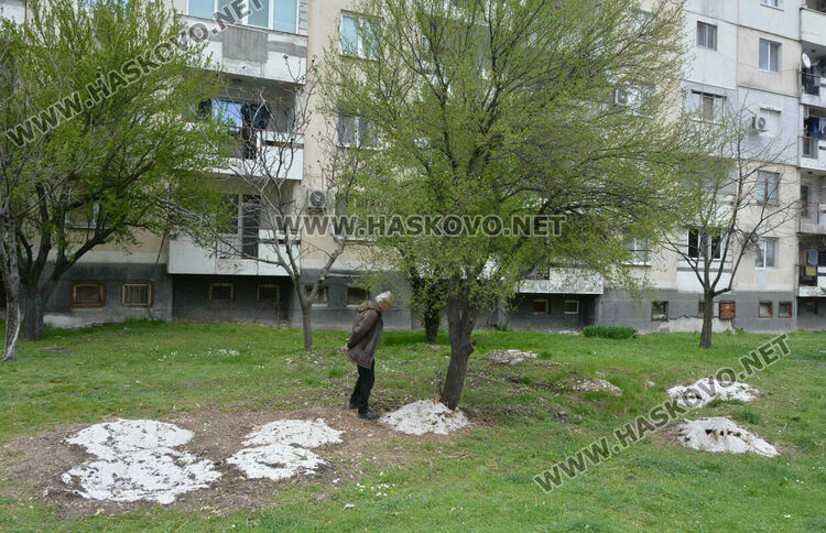 Посипана едра сол в градинка в „Бадема“ смути хасковлии 
