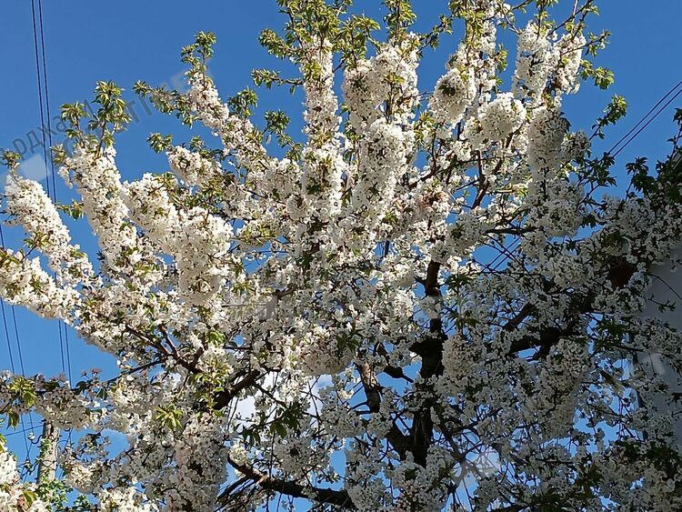   Променлива облачност в Кърджали,шанс за дъждец