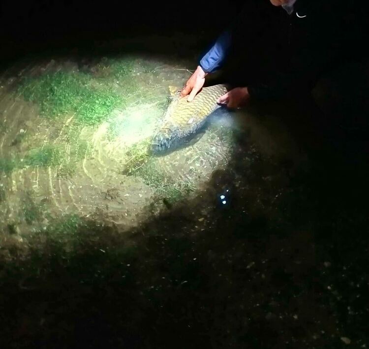 Извадиха още 490 метра мрежи от „Тракиец“ с шаран, каракуда и амур