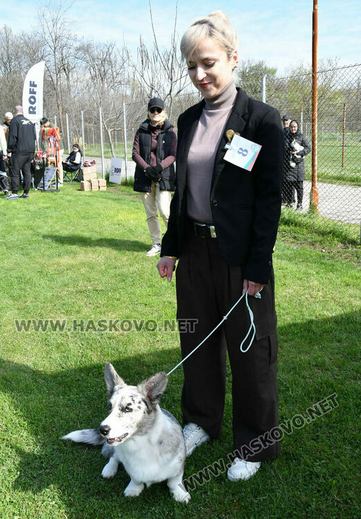 126 елитни кучета дефилират на Шоу на шампионите