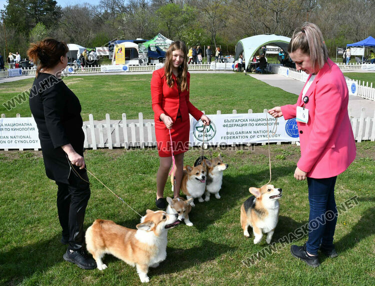 126 елитни кучета дефилират на Шоу на шампионите