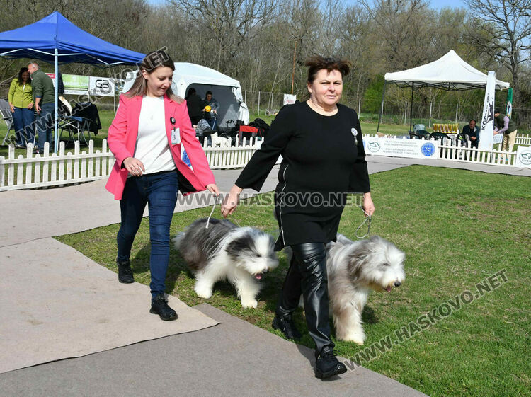 126 елитни кучета дефилират на Шоу на шампионите