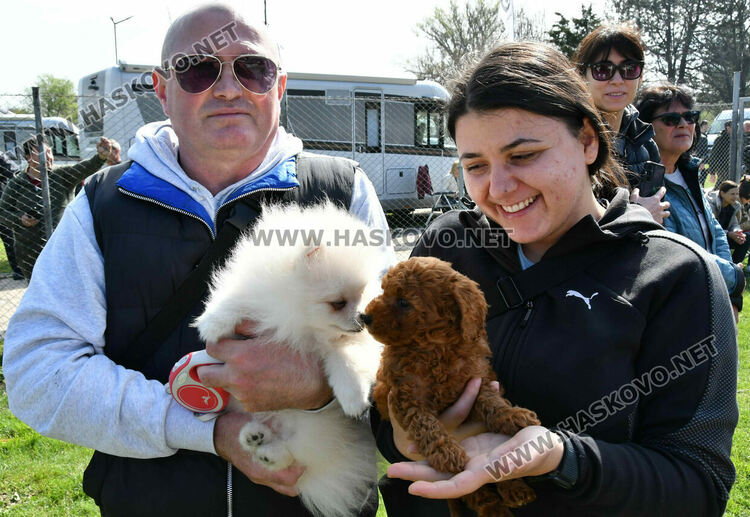 126 елитни кучета дефилират на Шоу на шампионите