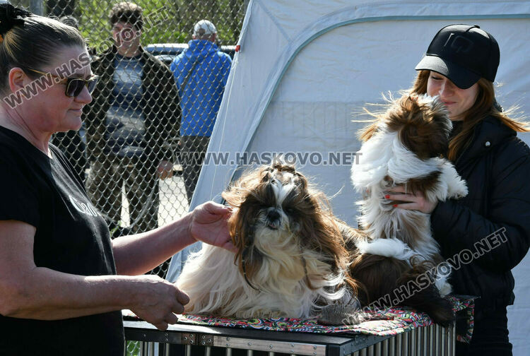 126 елитни кучета дефилират на Шоу на шампионите
