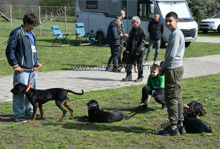 126 елитни кучета дефилират на Шоу на шампионите
