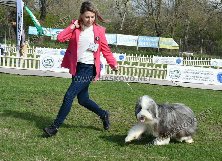 126 елитни кучета дефилират на Шоу на шампионите