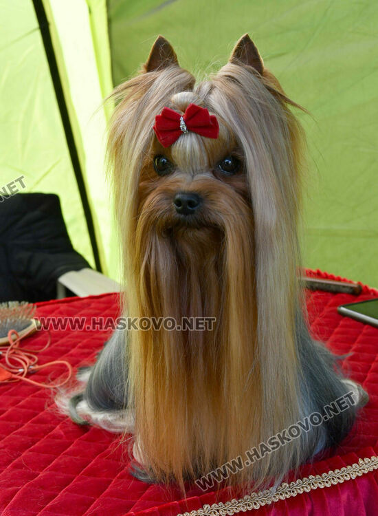 126 елитни кучета дефилират на Шоу на шампионите