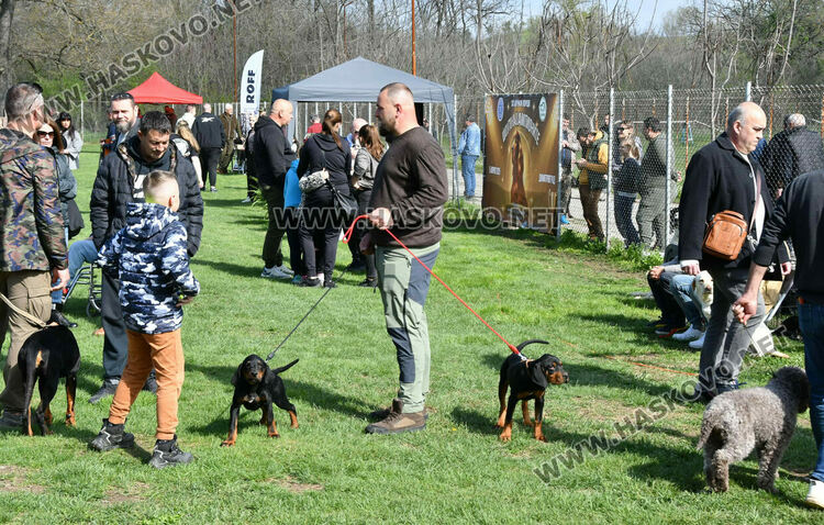 126 елитни кучета дефилират на Шоу на шампионите