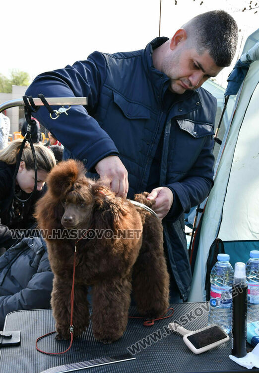 126 елитни кучета дефилират на Шоу на шампионите