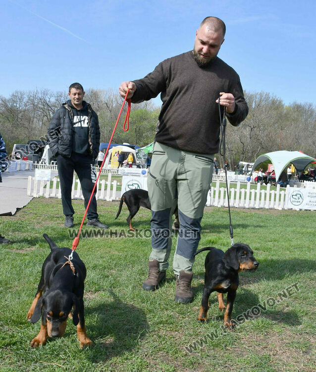 126 елитни кучета дефилират на Шоу на шампионите