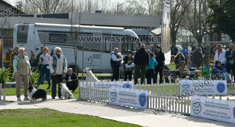 126 елитни кучета дефилират на Шоу на шампионите