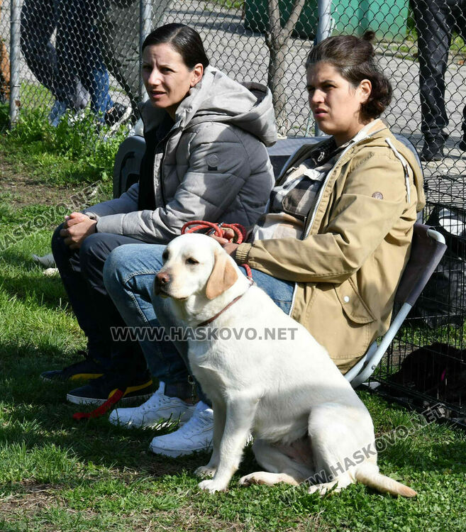 126 елитни кучета дефилират на Шоу на шампионите