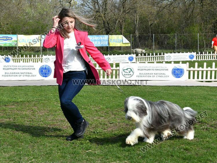 126 елитни кучета дефилират на Шоу на шампионите