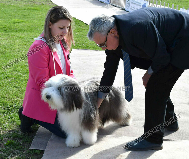 126 елитни кучета дефилират на Шоу на шампионите