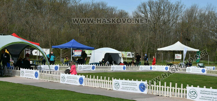 126 елитни кучета дефилират на Шоу на шампионите