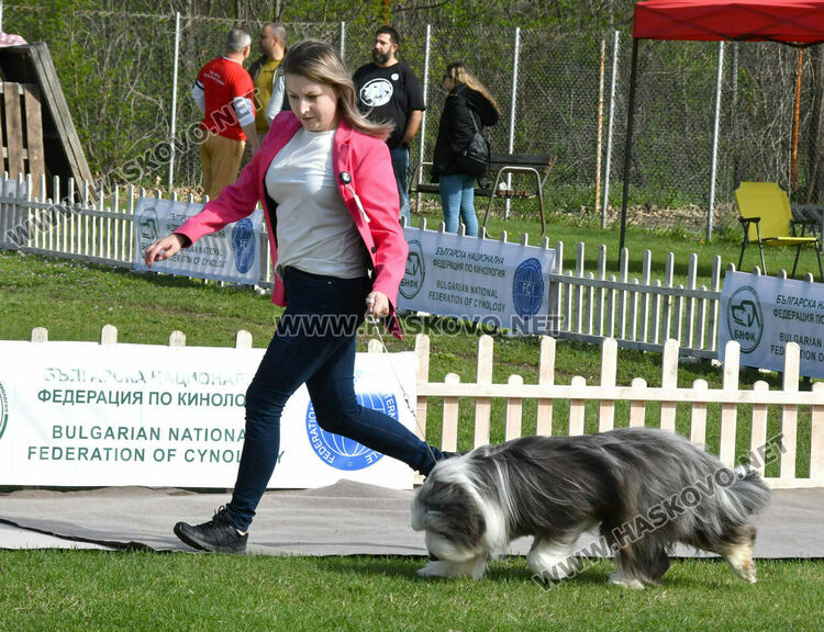 126 елитни кучета дефилират на Шоу на шампионите