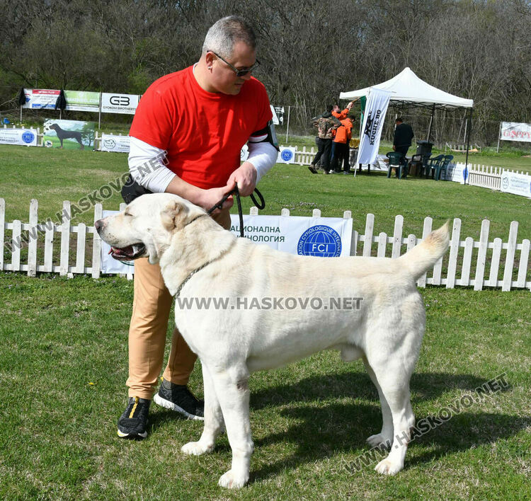 126 елитни кучета дефилират на Шоу на шампионите