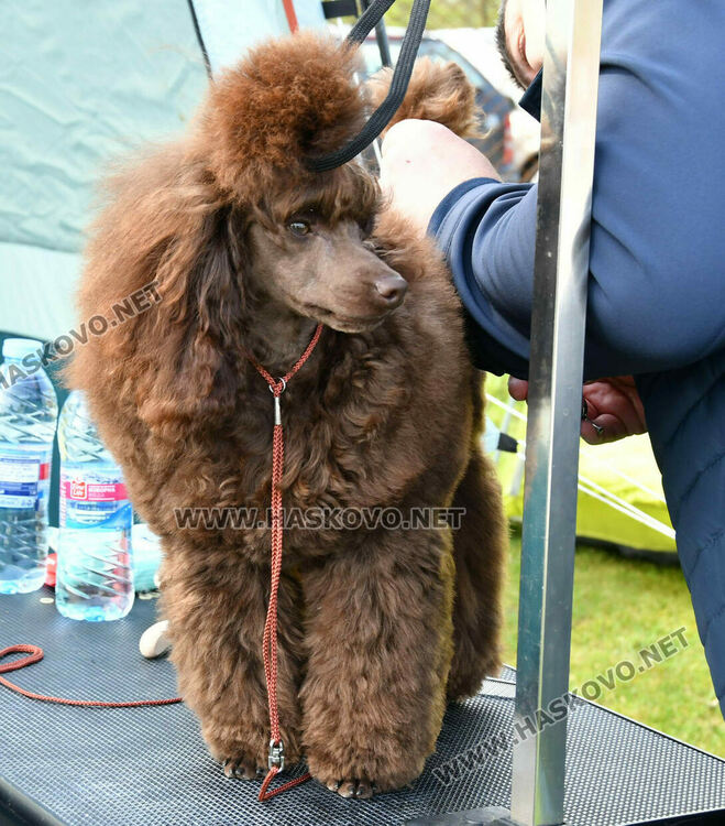 126 елитни кучета дефилират на Шоу на шампионите