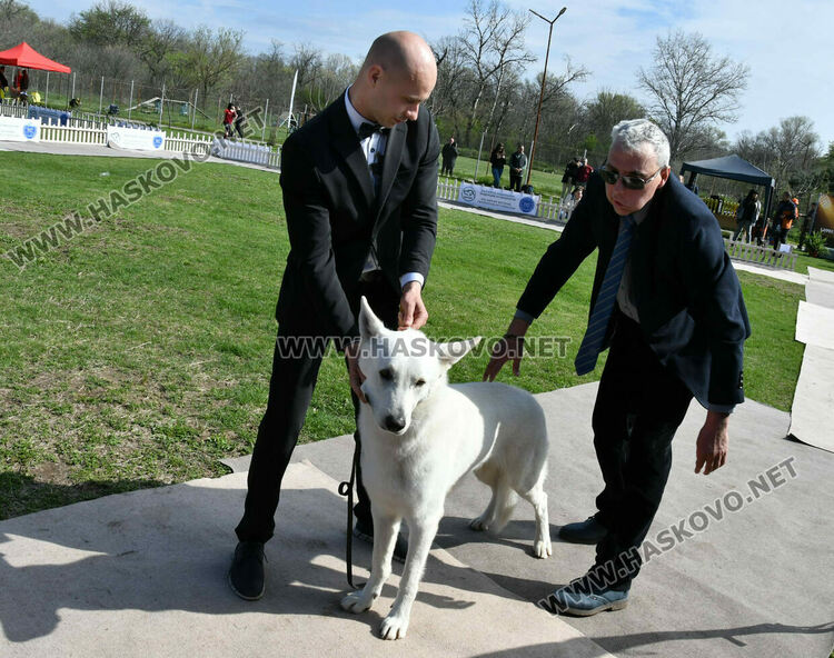 126 елитни кучета дефилират на Шоу на шампионите