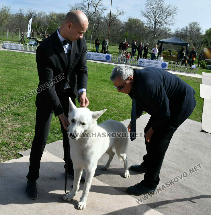 126 елитни кучета дефилират на Шоу на шампионите