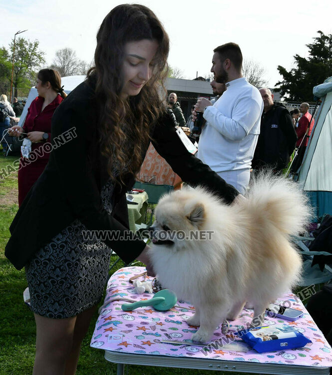 126 елитни кучета дефилират на Шоу на шампионите