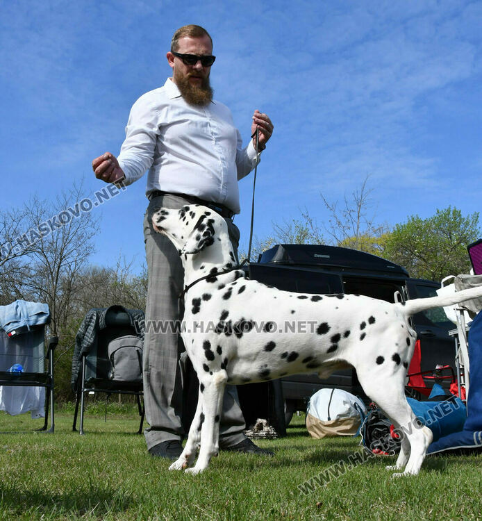 126 елитни кучета дефилират на Шоу на шампионите