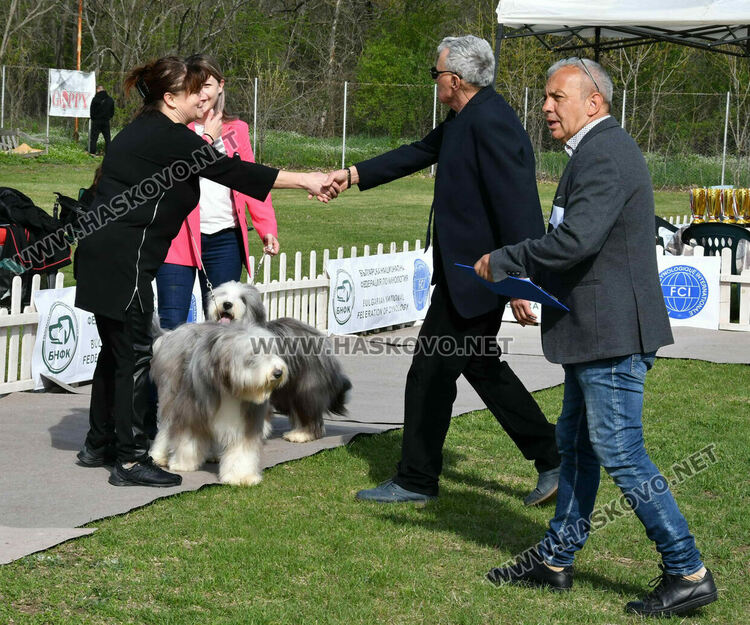 126 елитни кучета дефилират на Шоу на шампионите