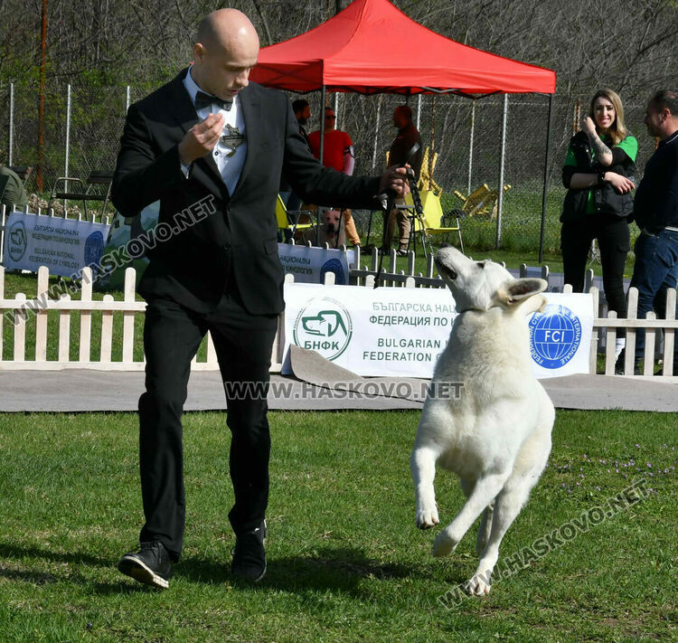 126 елитни кучета дефилират на Шоу на шампионите