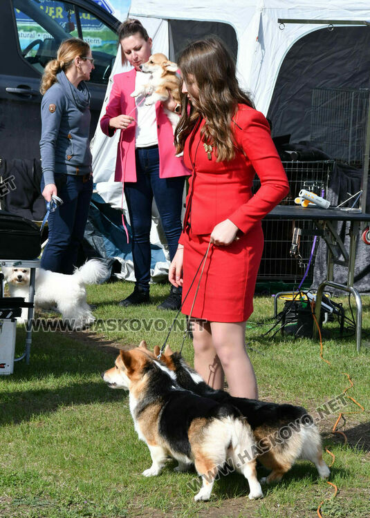 126 елитни кучета дефилират на Шоу на шампионите