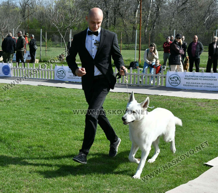 126 елитни кучета дефилират на Шоу на шампионите