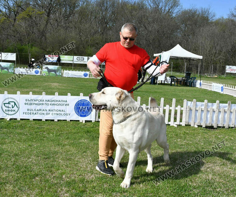 126 елитни кучета дефилират на Шоу на шампионите