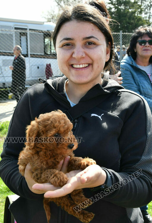 126 елитни кучета дефилират на Шоу на шампионите