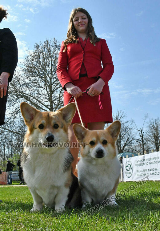 126 елитни кучета дефилират на Шоу на шампионите
