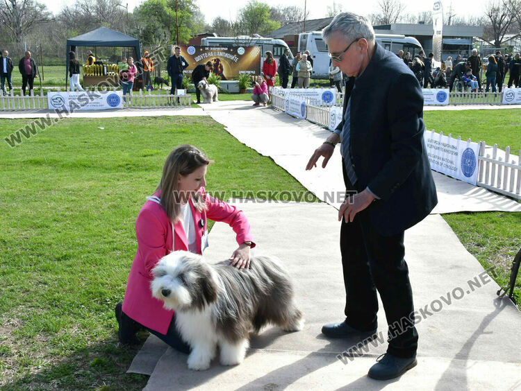 126 елитни кучета дефилират на Шоу на шампионите