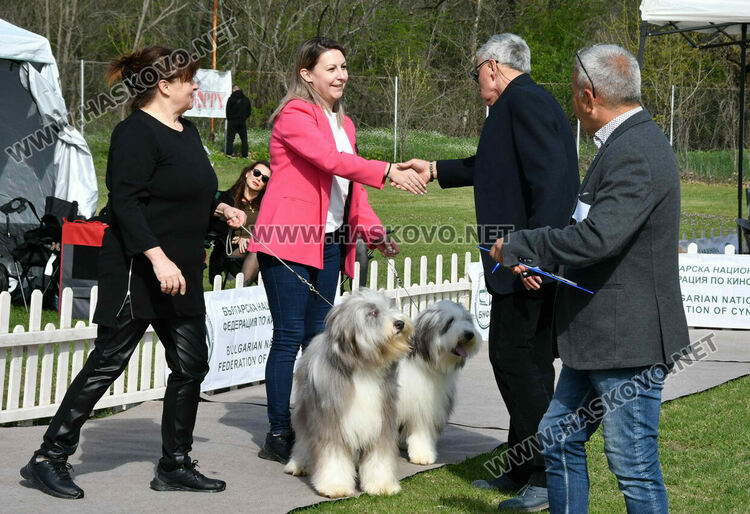 126 елитни кучета дефилират на Шоу на шампионите