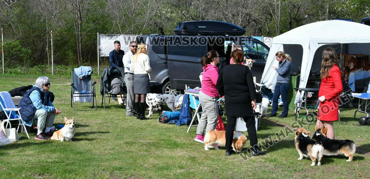 126 елитни кучета дефилират на Шоу на шампионите