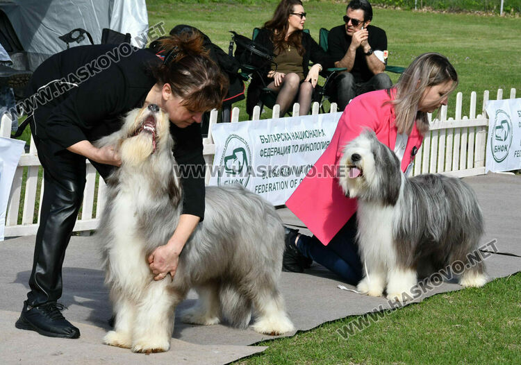 126 елитни кучета дефилират на Шоу на шампионите