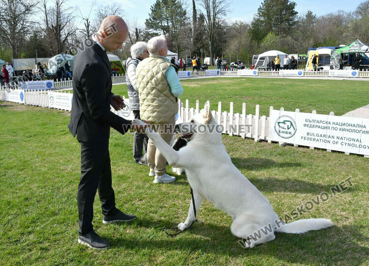126 елитни кучета дефилират на Шоу на шампионите