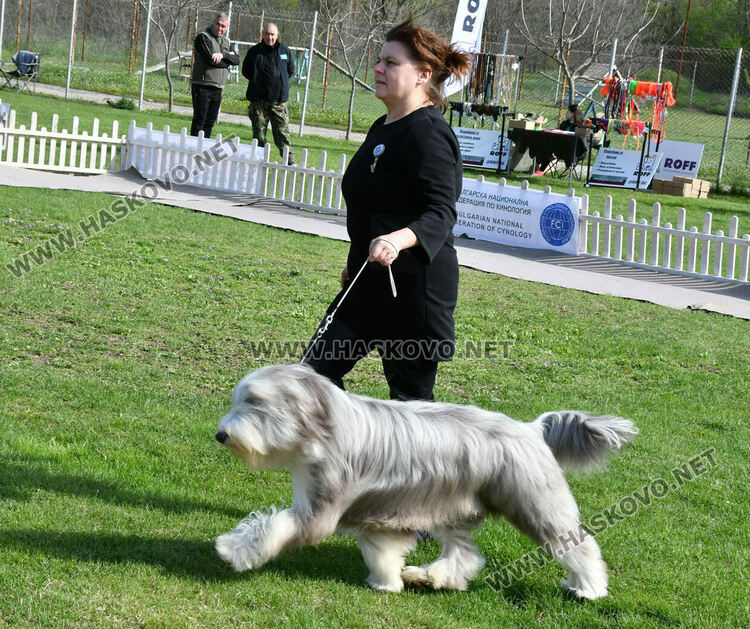 126 елитни кучета дефилират на Шоу на шампионите