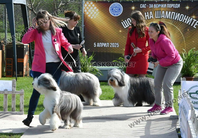 126 елитни кучета дефилират на Шоу на шампионите