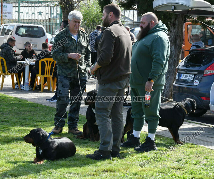 126 елитни кучета дефилират на Шоу на шампионите