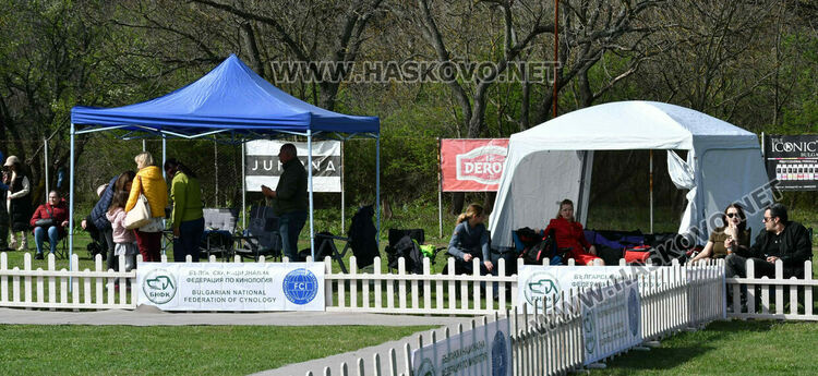 126 елитни кучета дефилират на Шоу на шампионите