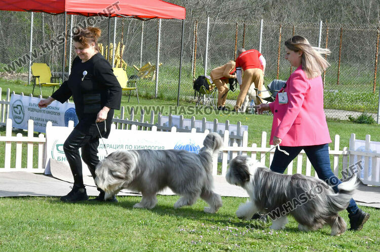 126 елитни кучета дефилират на Шоу на шампионите