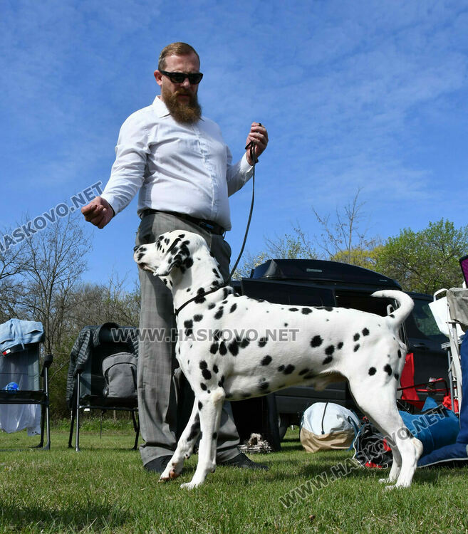 126 елитни кучета дефилират на Шоу на шампионите