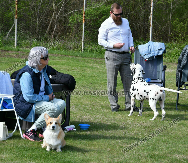 126 елитни кучета дефилират на Шоу на шампионите