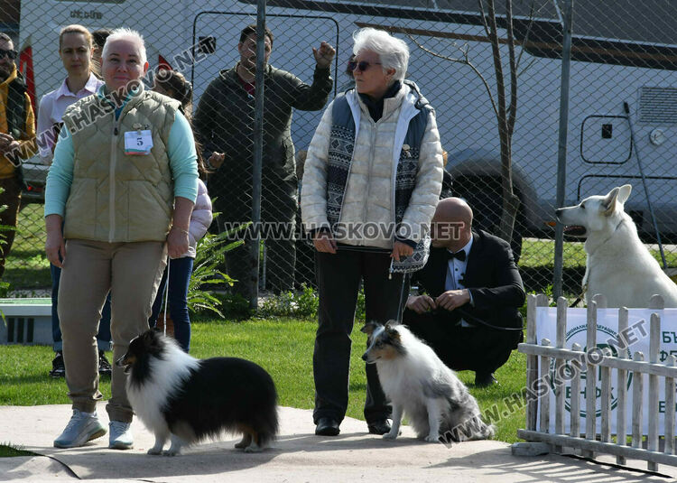 126 елитни кучета дефилират на Шоу на шампионите