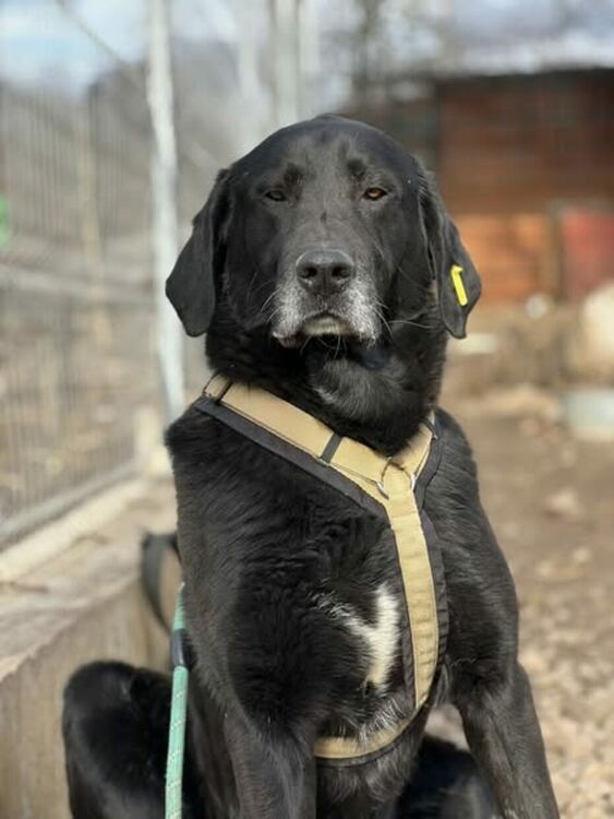 1389 кучета осиновени от общинския приют в Перник за периода от 2020 до 2024