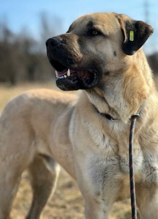 1389 кучета осиновени от общинския приют в Перник за периода от 2020 до 2024